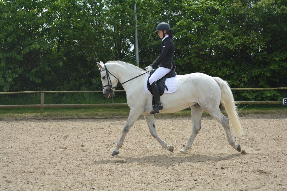 Connemara Pilgaards Nicola - La2 2014 - FOTO: Louise billede 8
