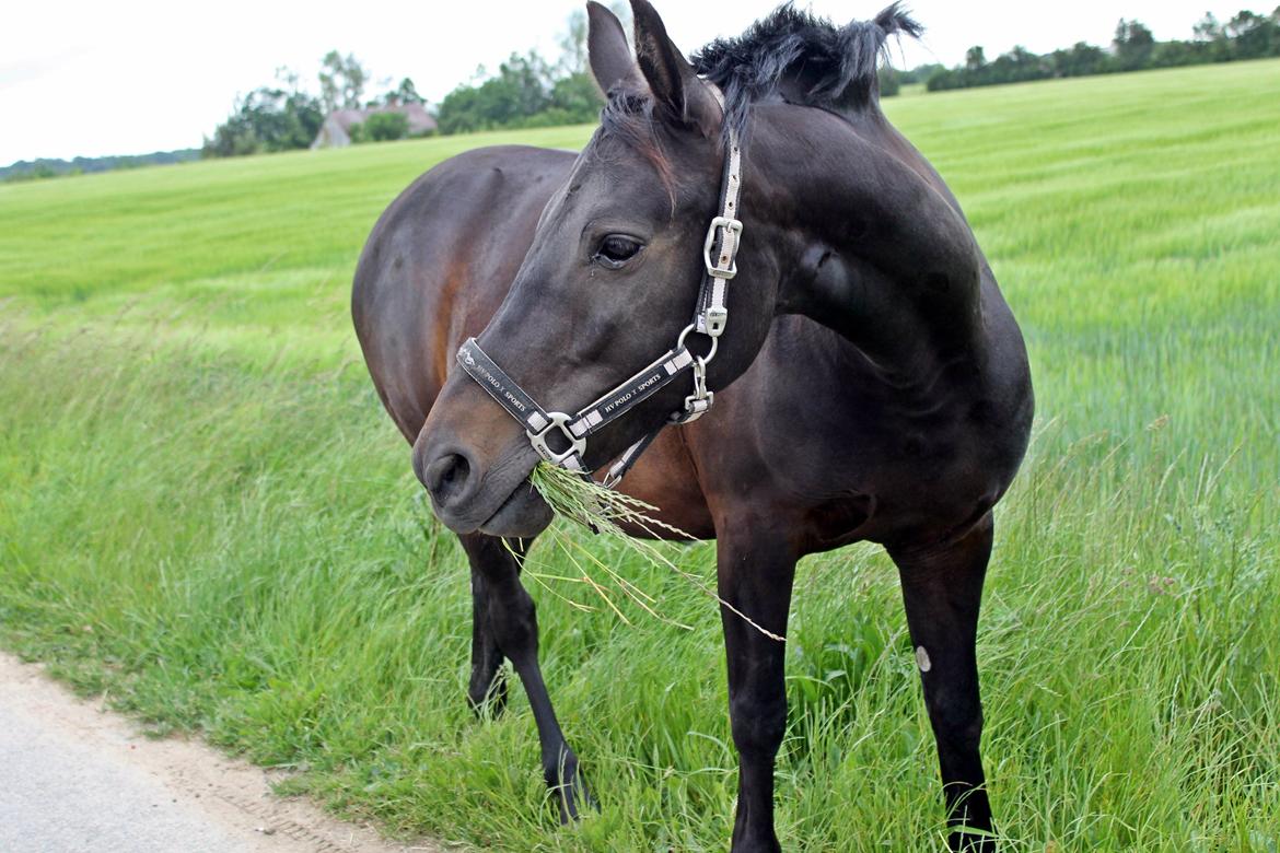 New Forest monica søblink<3 (solgt):'( billede 46