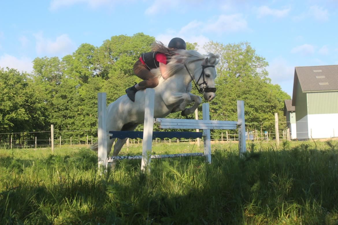 Welsh Mountain (sec A) Coco Zeylex billede 15