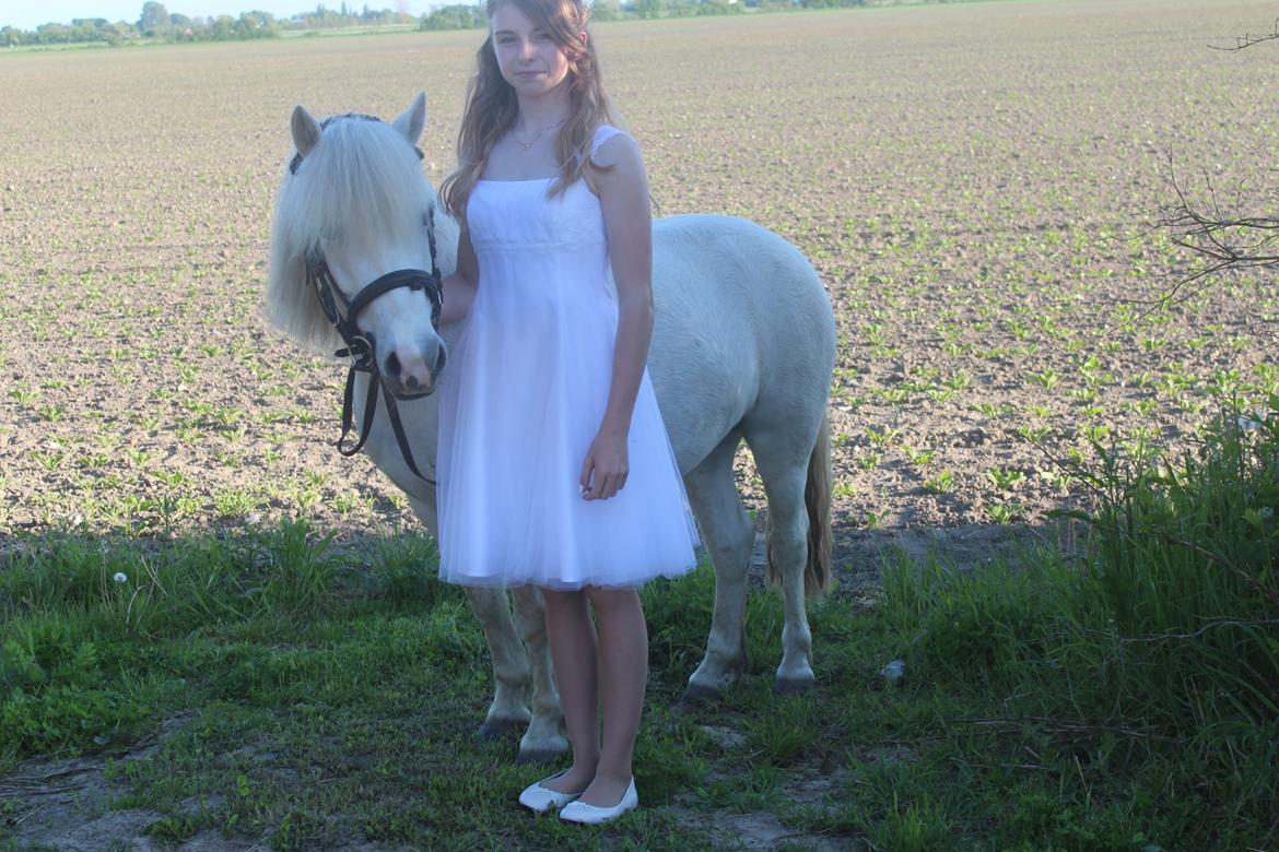 Welsh Mountain (sec A) Coco Zeylex billede 2