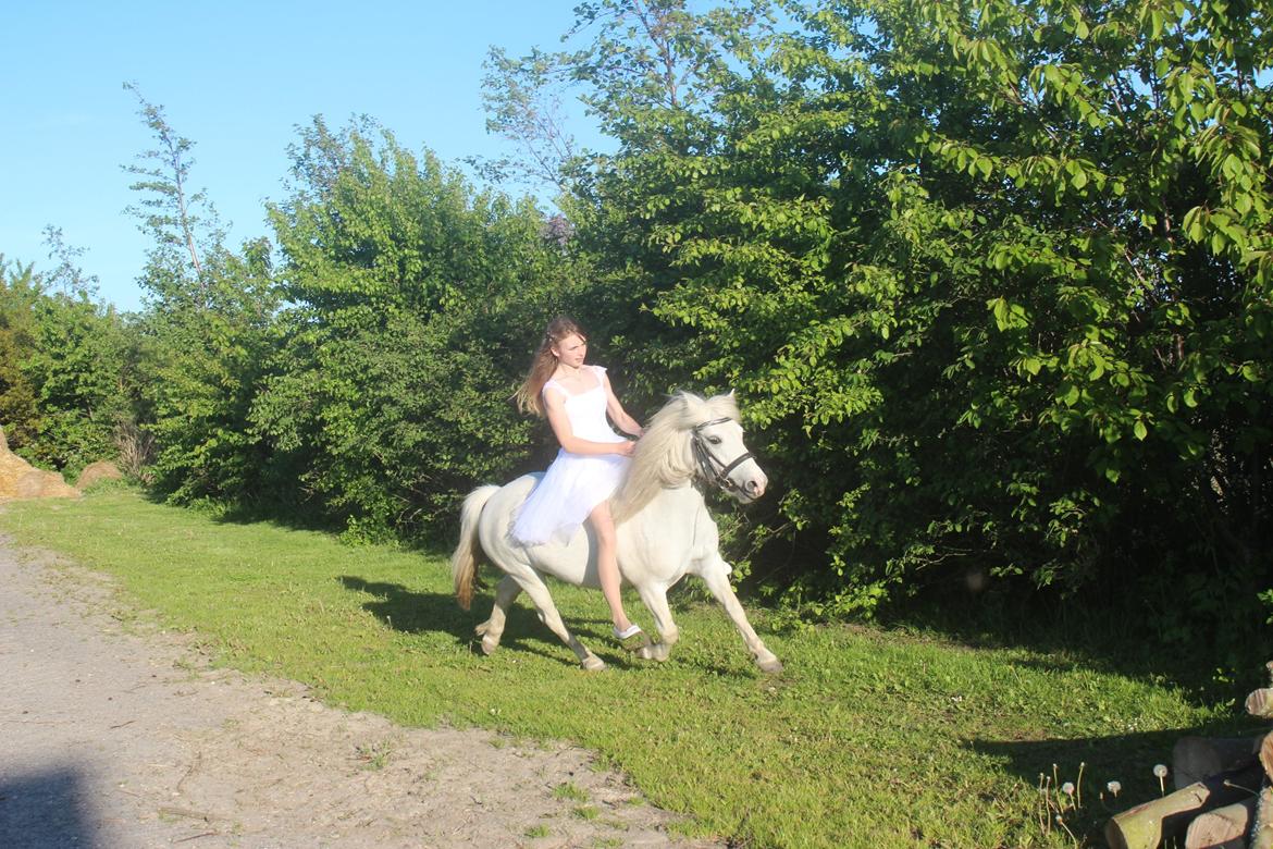 Welsh Mountain (sec A) Coco Zeylex billede 18