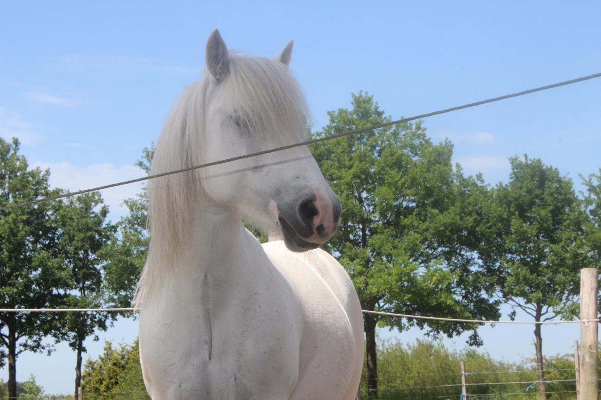 Welsh Mountain (sec A) Coco Zeylex billede 19