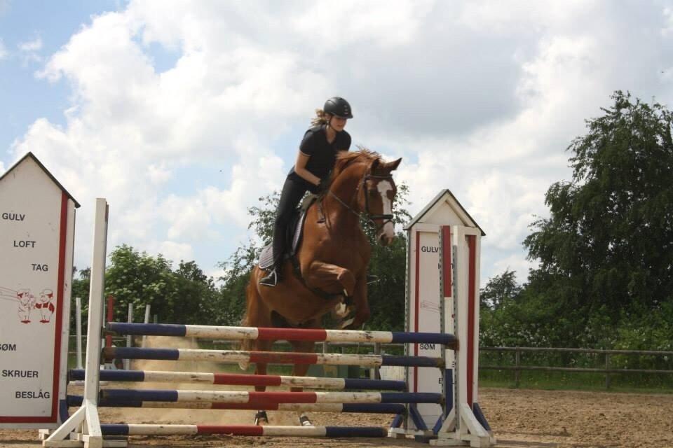 Dansk Varmblod Skærbækgaards Rinaldo billede 12