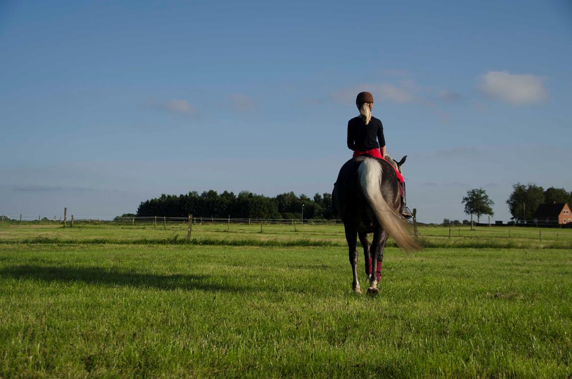 Lipizzaner Pluto Gaeta "Muldvarp" billede 14