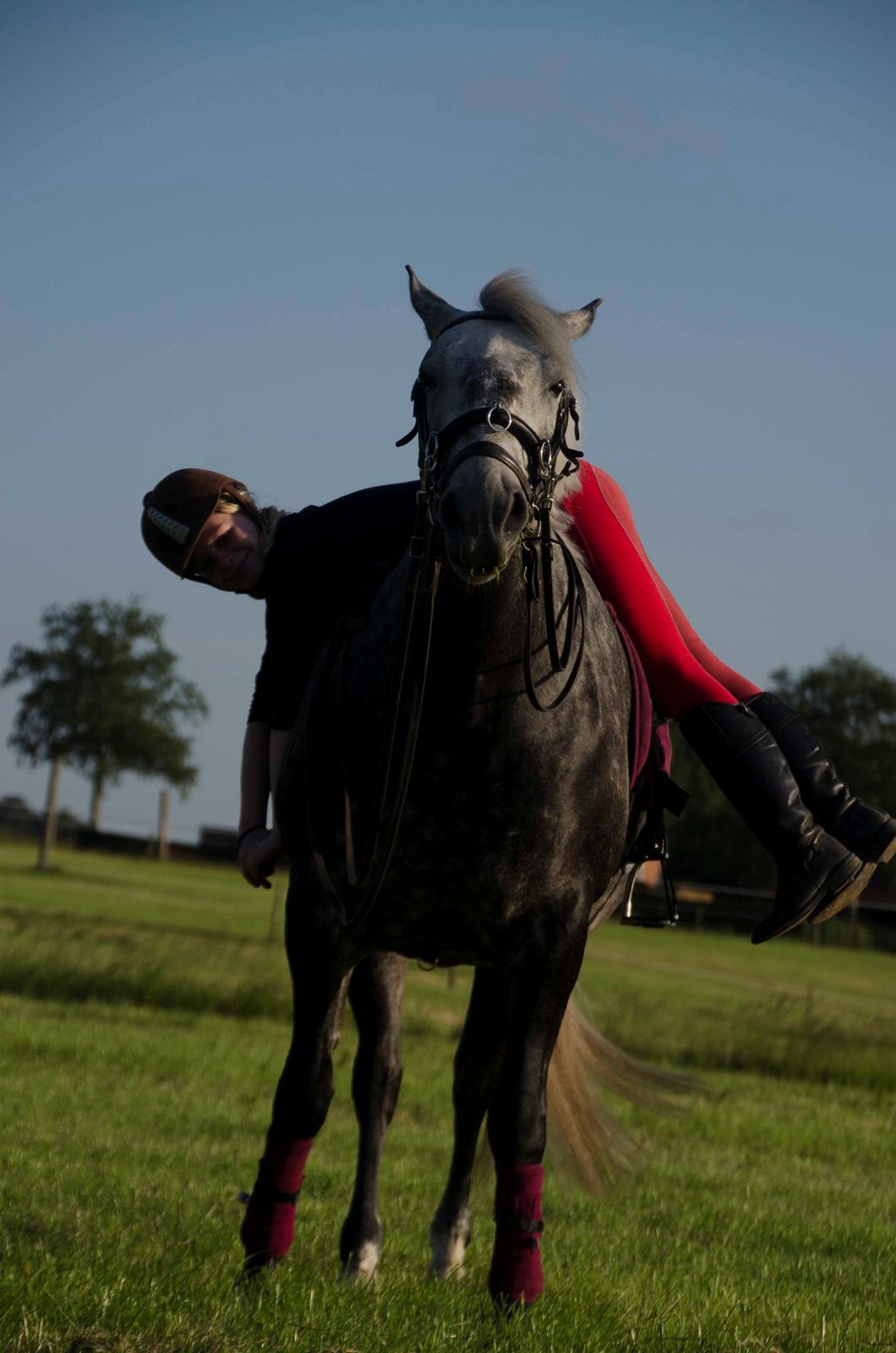 Lipizzaner Pluto Gaeta "Muldvarp" billede 16