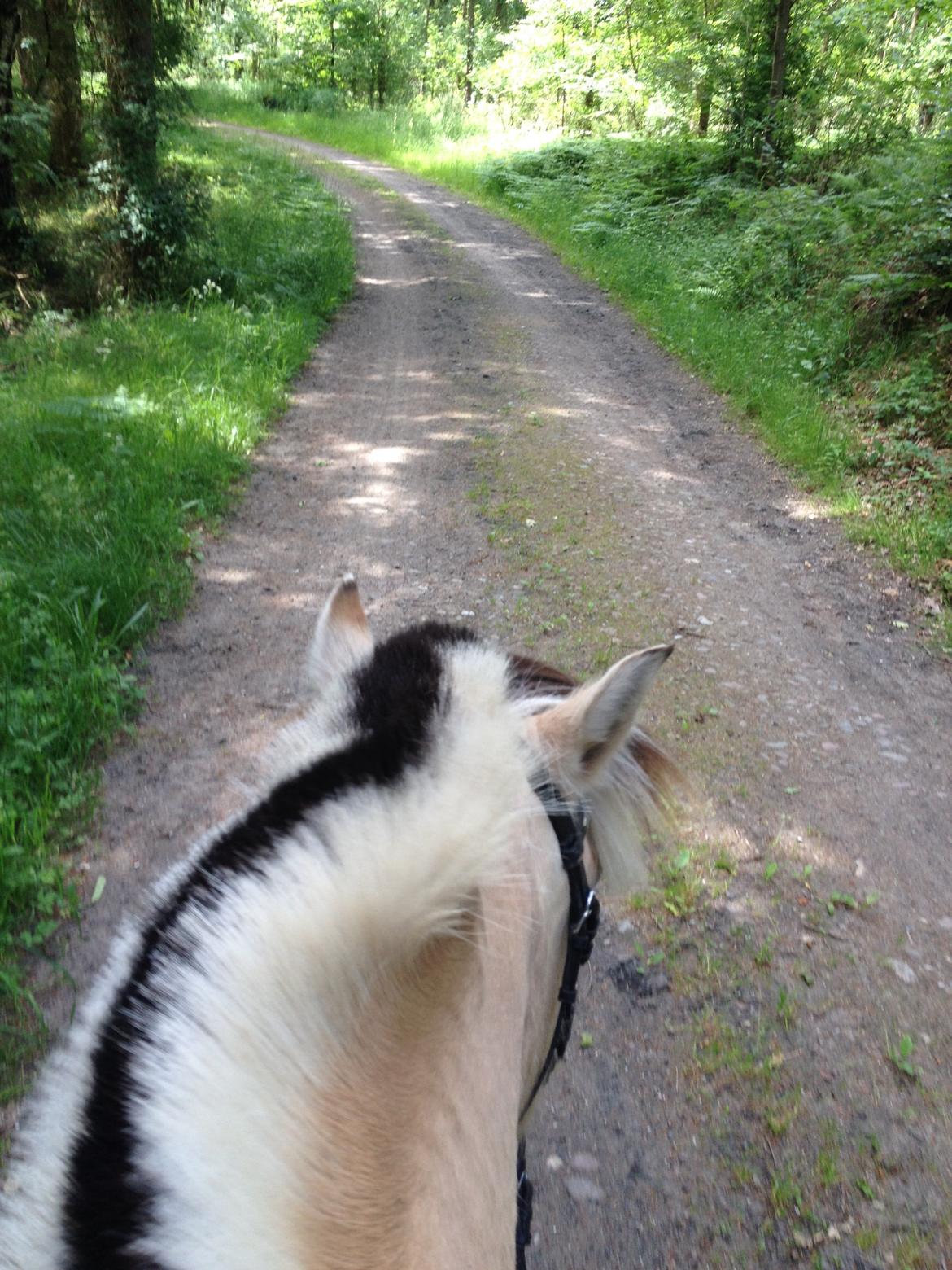 Fjordhest Thor - Thor og jeg på skovtur! Vi træner at vi godt kan ride i skoven alene, selv om Thor ikke er meget for det, haha. billede 18
