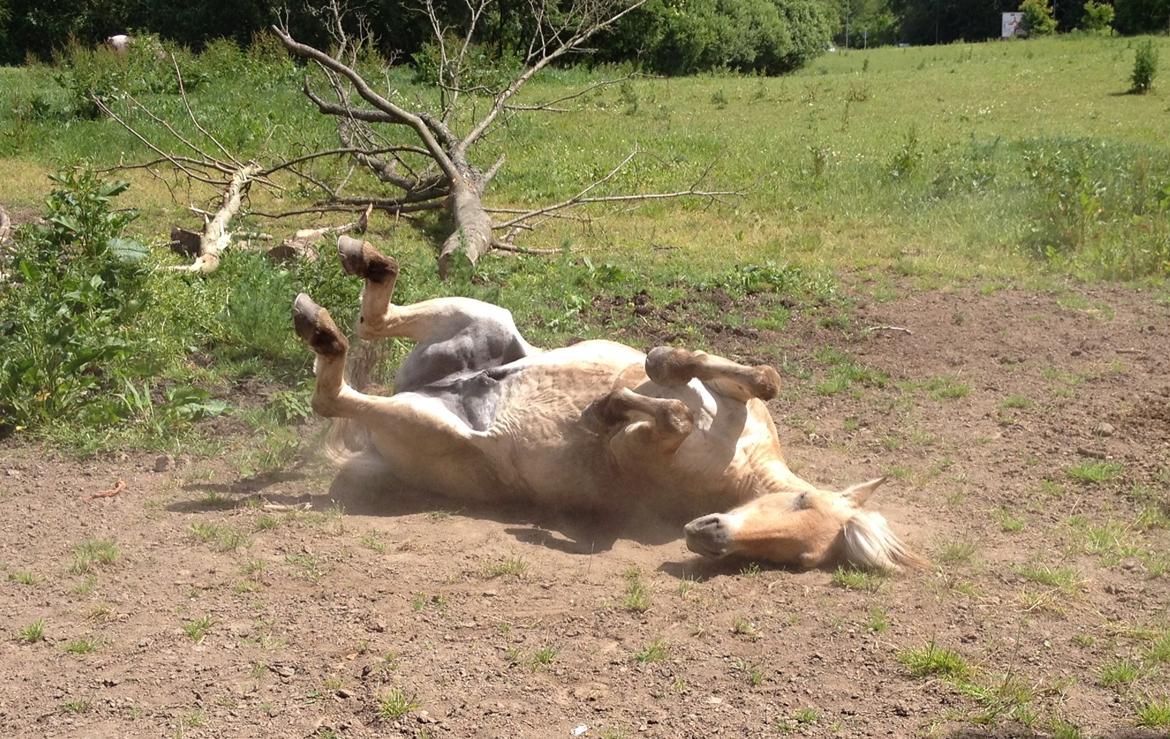 Fjordhest Thor - Thor ruller sig efter ridetur, haha. billede 8