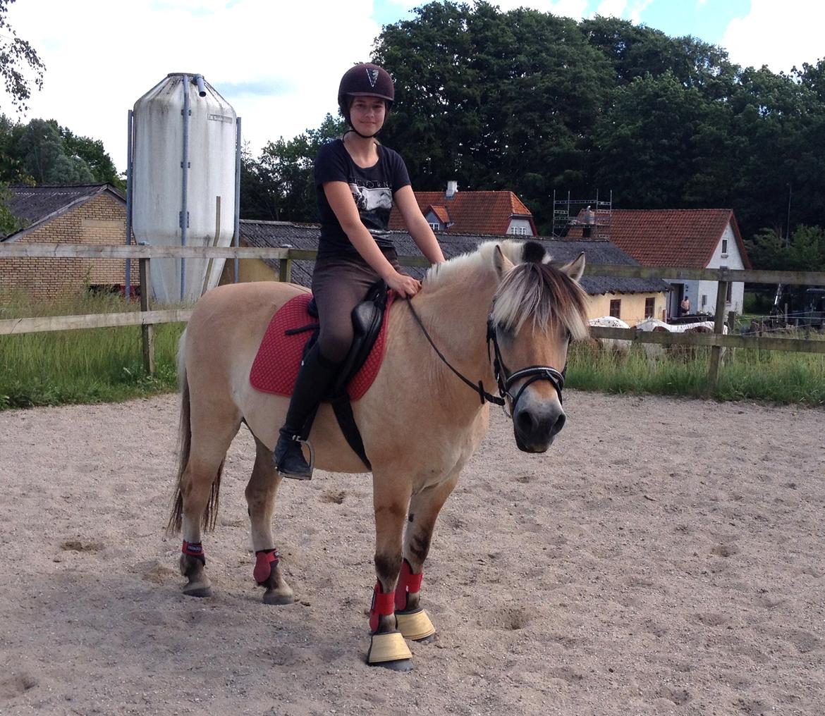 Fjordhest Thor - Oppe på banen med Thor. Han ser fin ud med det røde sæt, hehe. billede 11
