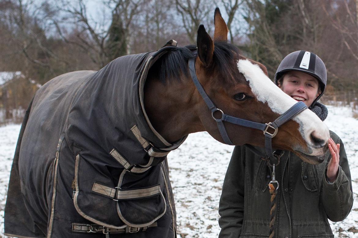 Dansk Varmblod Karisma Kildemark billede 13