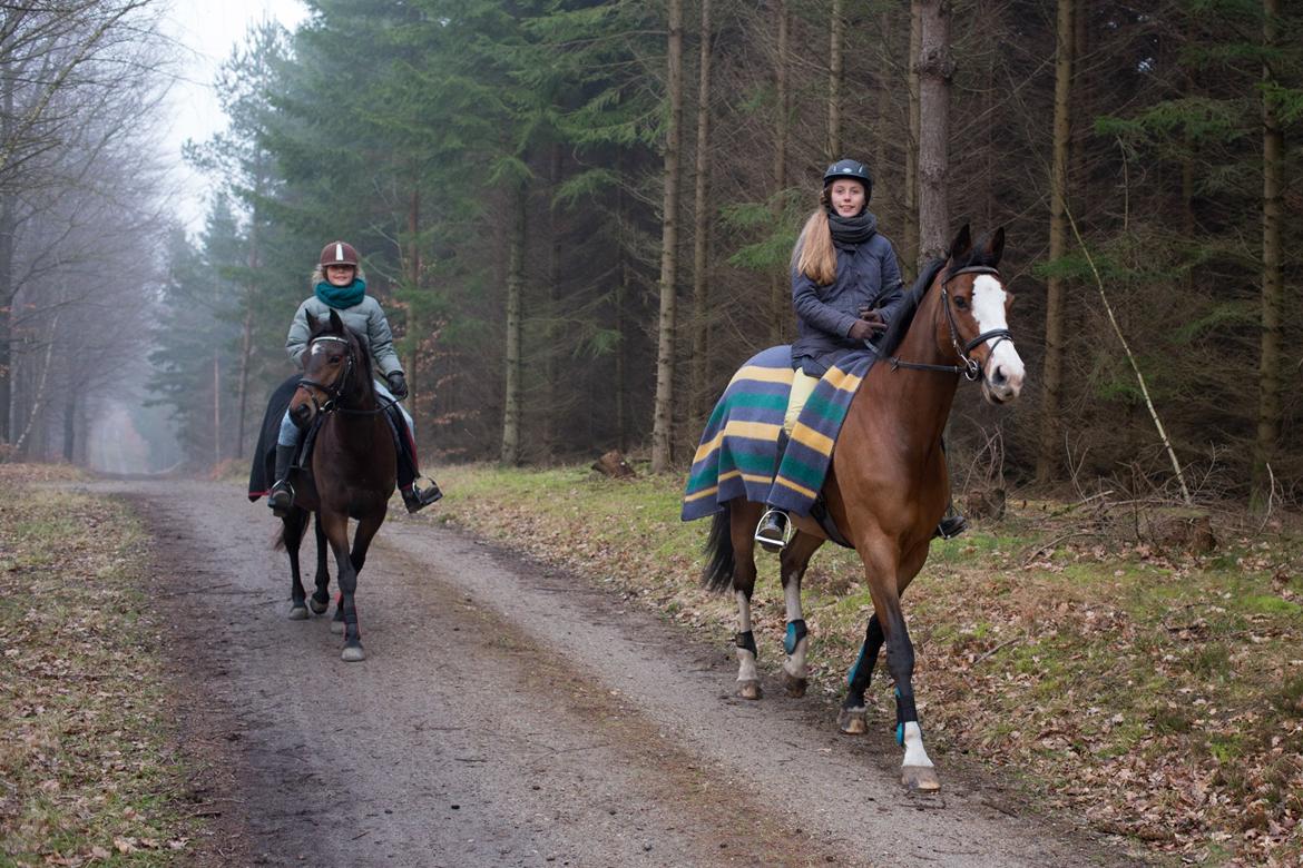 Dansk Varmblod Karisma Kildemark - Med Coco & Duffy i skoven <3 billede 17