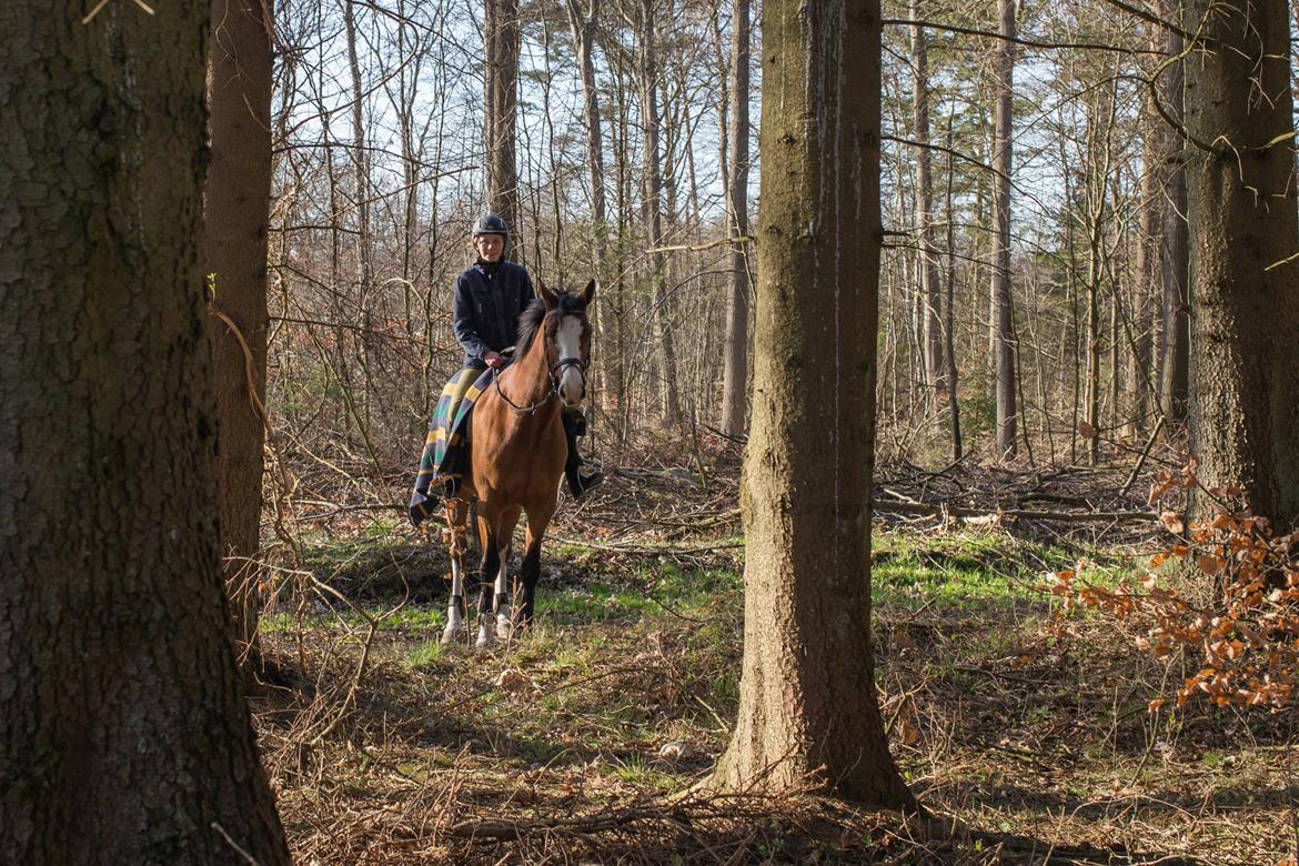 Dansk Varmblod Karisma Kildemark billede 6