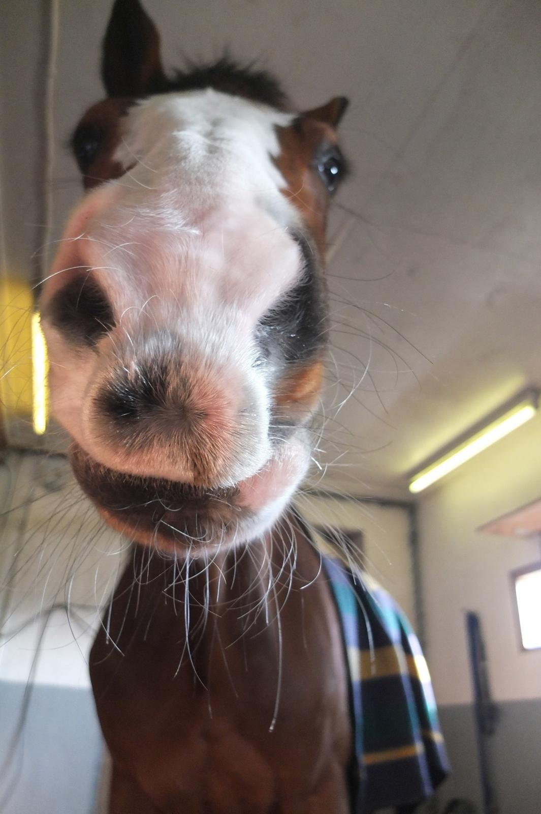 Dansk Varmblod Karisma Kildemark billede 5