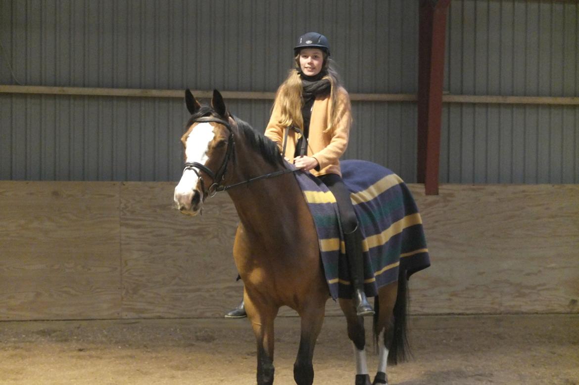 Dansk Varmblod Karisma Kildemark billede 20