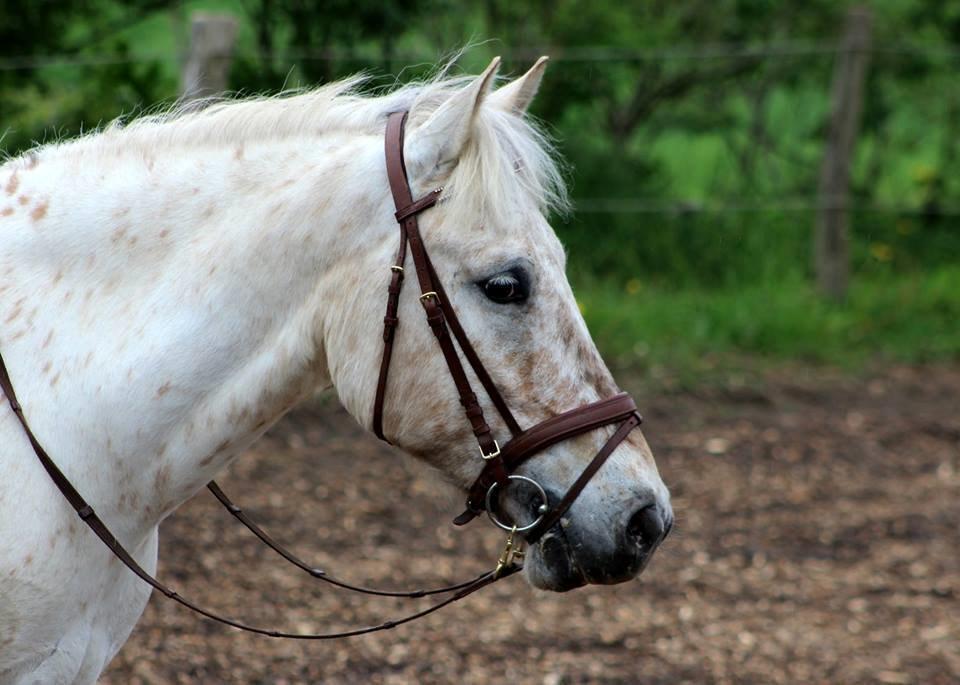 Knabstrupper Bailey - Velkommen til Baileys profil -2014 billede 1