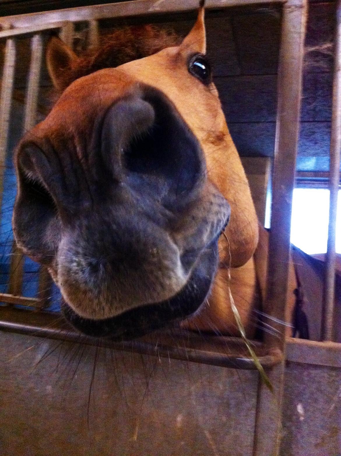 Anden særlig race Grønagergårds Ricki - Rickis måde at bede om godbidder. September/oktober 2013 billede 17