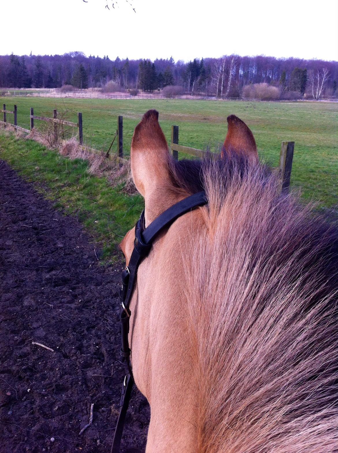 Anden særlig race Grønagergårds Ricki - Vores første tur rundt på  'sporet', lige efter han var flyttet til Skovmosegaard. December 2013  billede 12