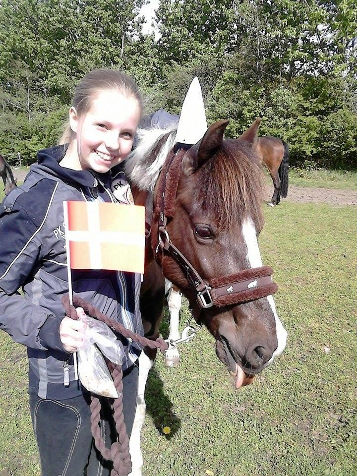 Pinto Athena - Athena 15 år 01-05-14  billede 11