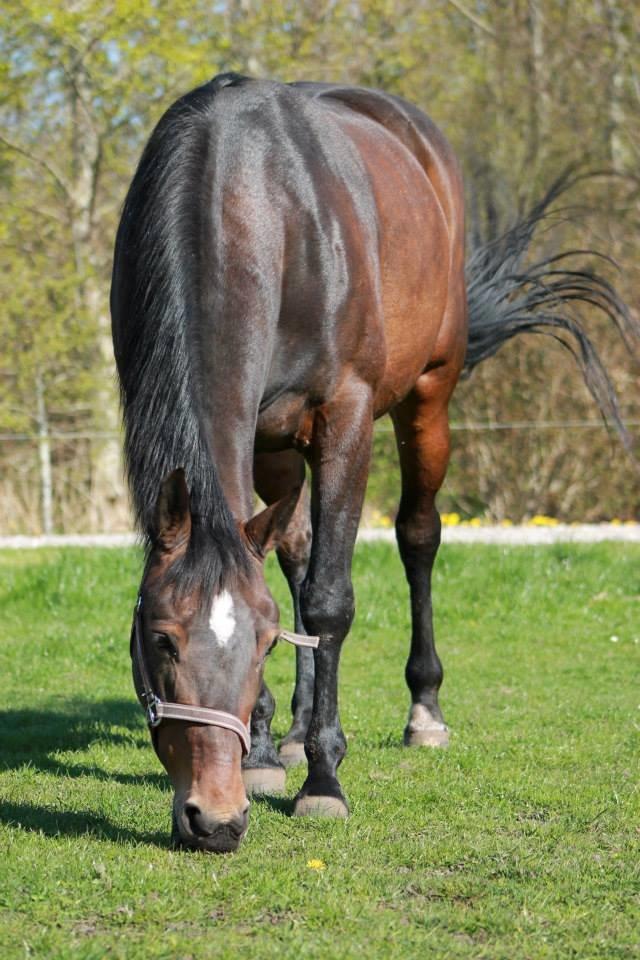 Anden særlig race Tulle<3(Solgt) billede 1