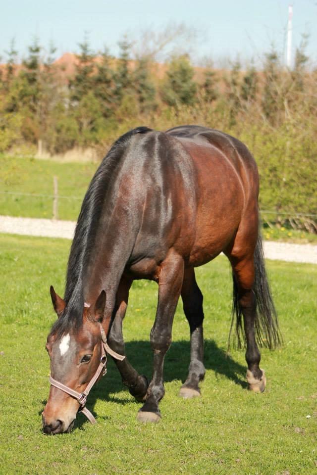 Anden særlig race Tulle<3(Solgt) billede 4