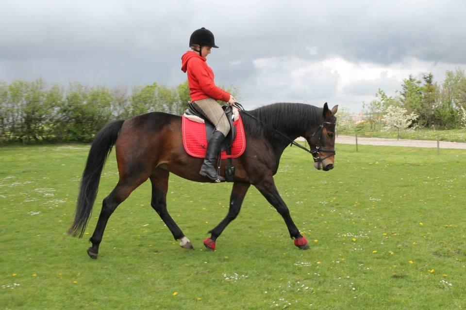 Anden særlig race Tulle<3(Solgt) billede 7