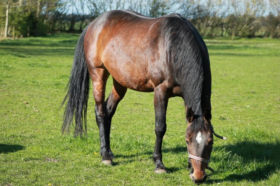 Anden særlig race Tulle<3(Solgt) billede 5