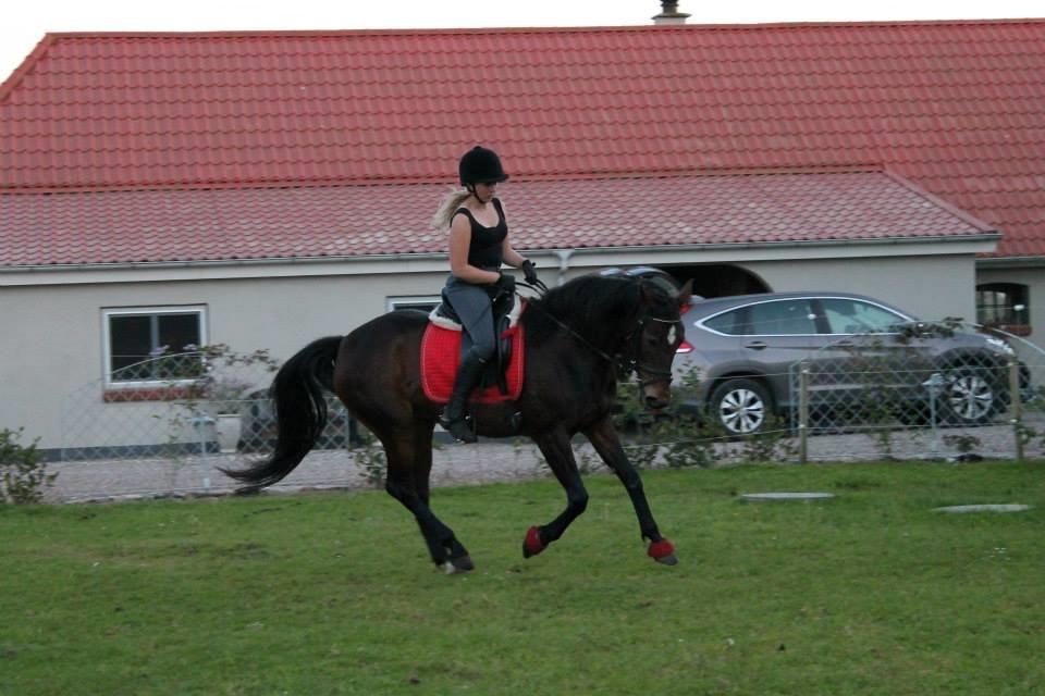 Anden særlig race Tulle<3(Solgt) billede 10