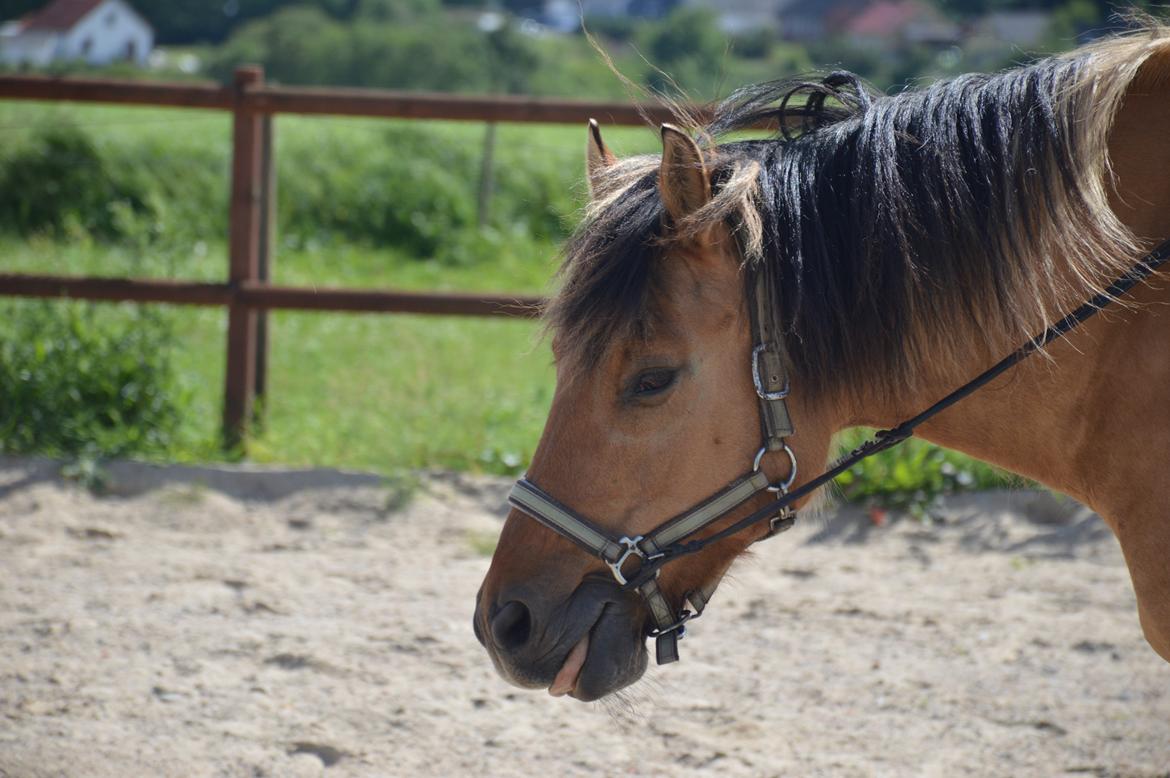 Anden særlig race Frej billede 16