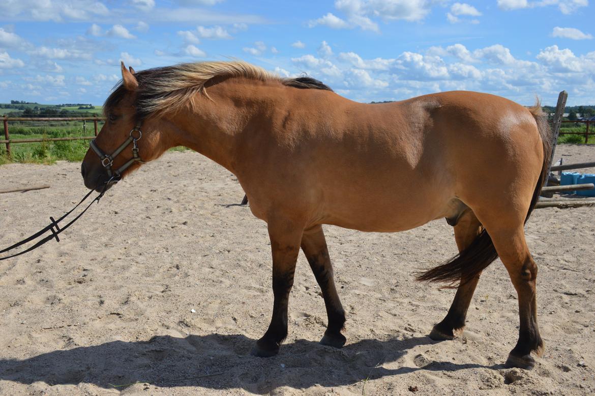 Anden særlig race Frej billede 17