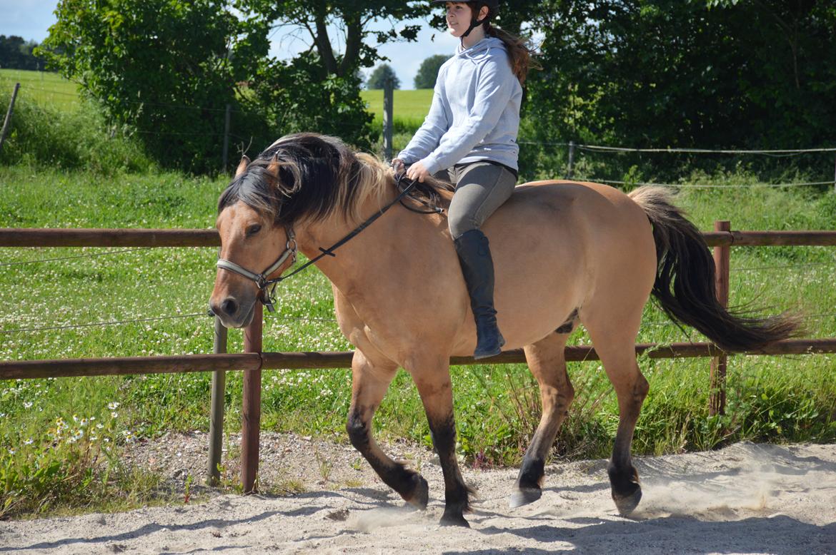 Anden særlig race Frej billede 1