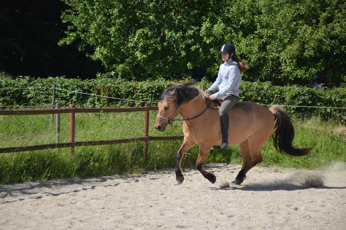 Anden særlig race Frej billede 18