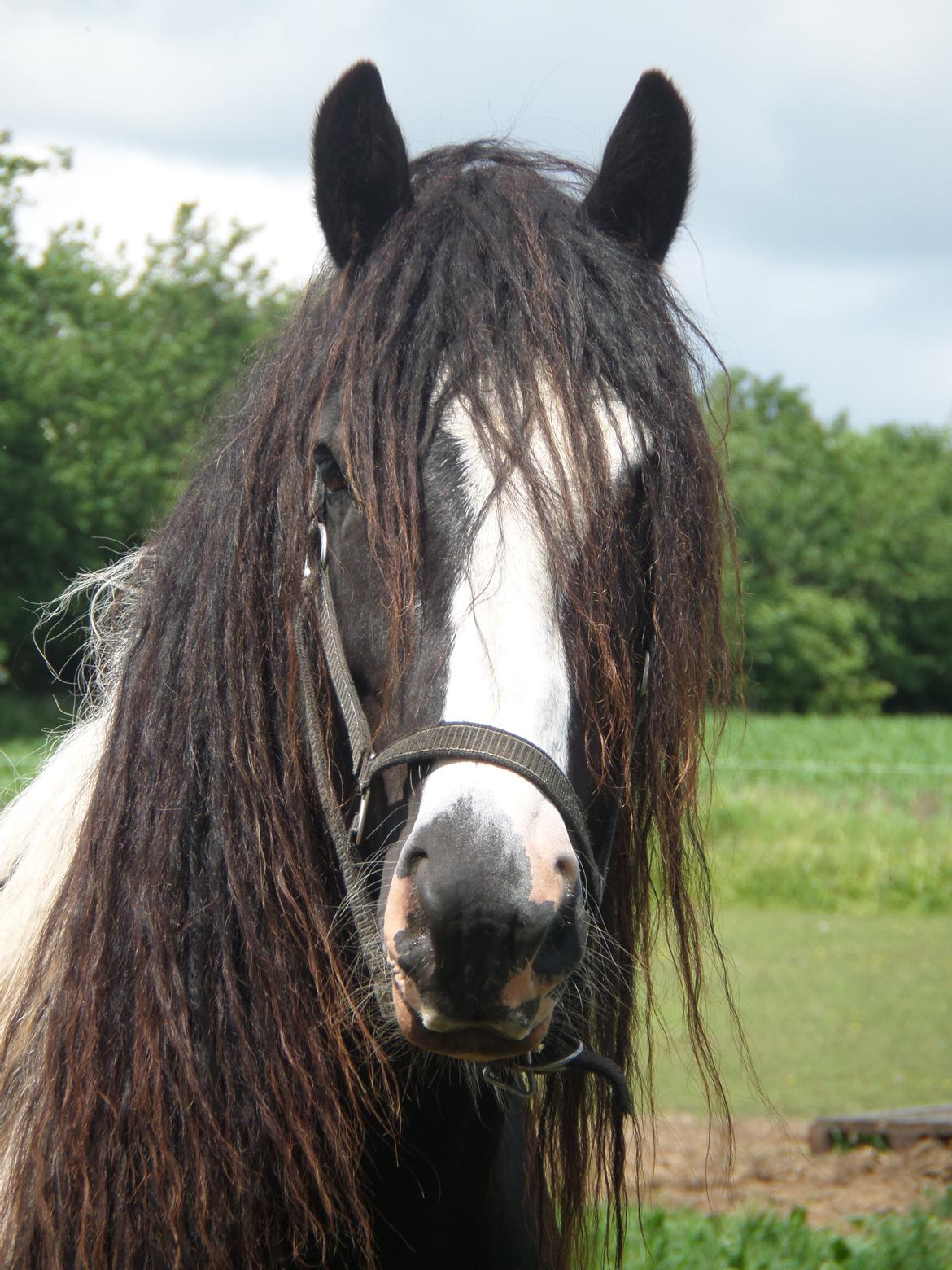 Irish Cob <3 Kaipo <3  - 14 juni 2014 billede 2