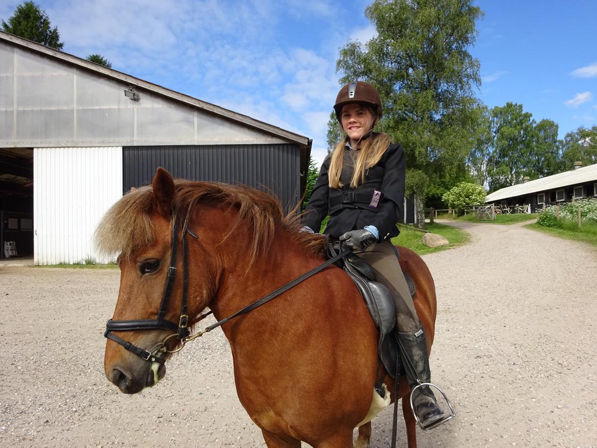 Islænder Tindra - Til stævne 14/6-2014 billede 3