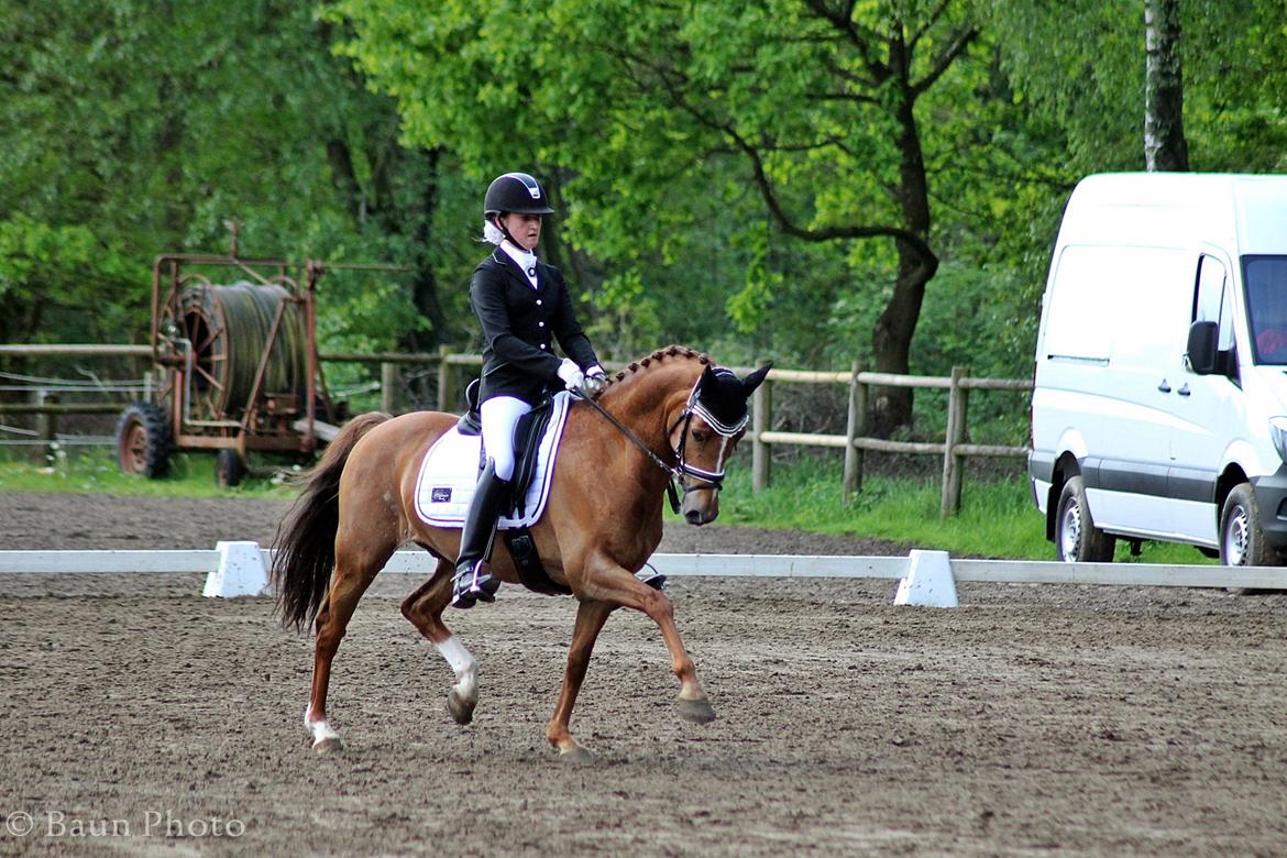 Hollandsk Sportspony Lasco A-pony billede 5