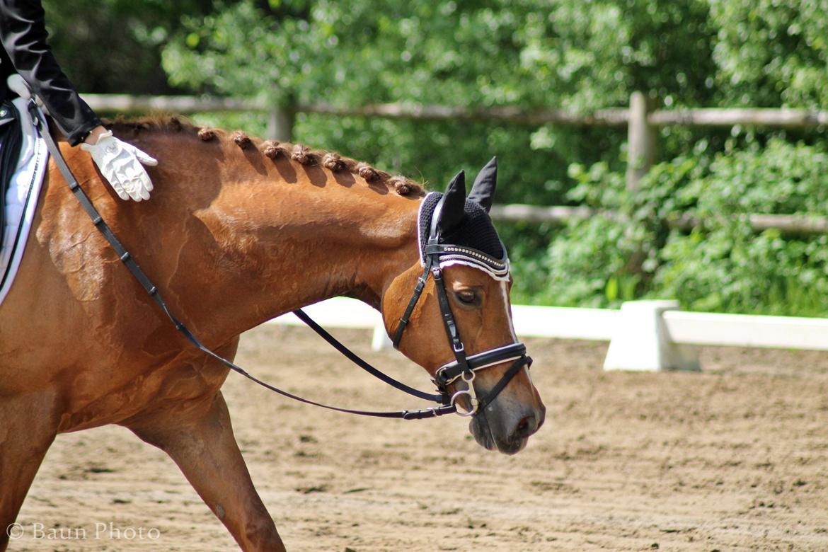 Hollandsk Sportspony Lasco A-pony billede 9