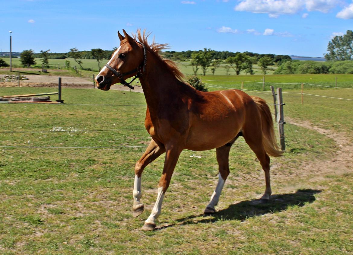 DSP Nørretelling's Ballou - Viiiiiild galophest!  - Foto: Mig billede 40