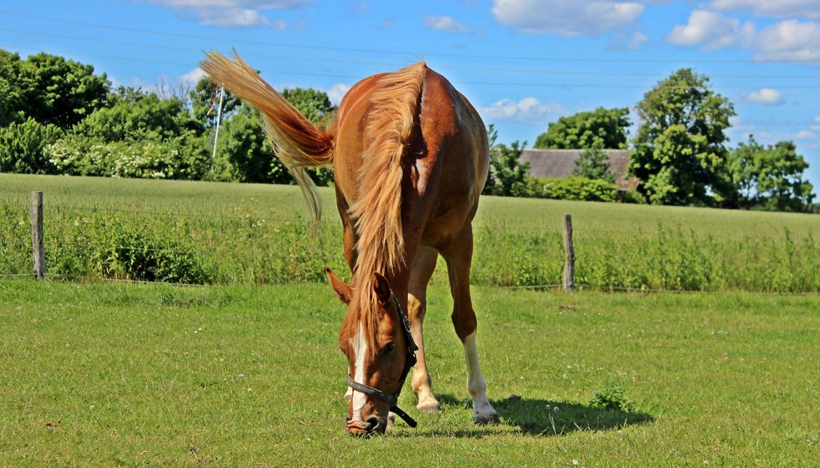 DSP Nørretelling's Ballou - "you’re my favorite place to go when my mind searches for peace." ~unknown  - Foto: Mig billede 29