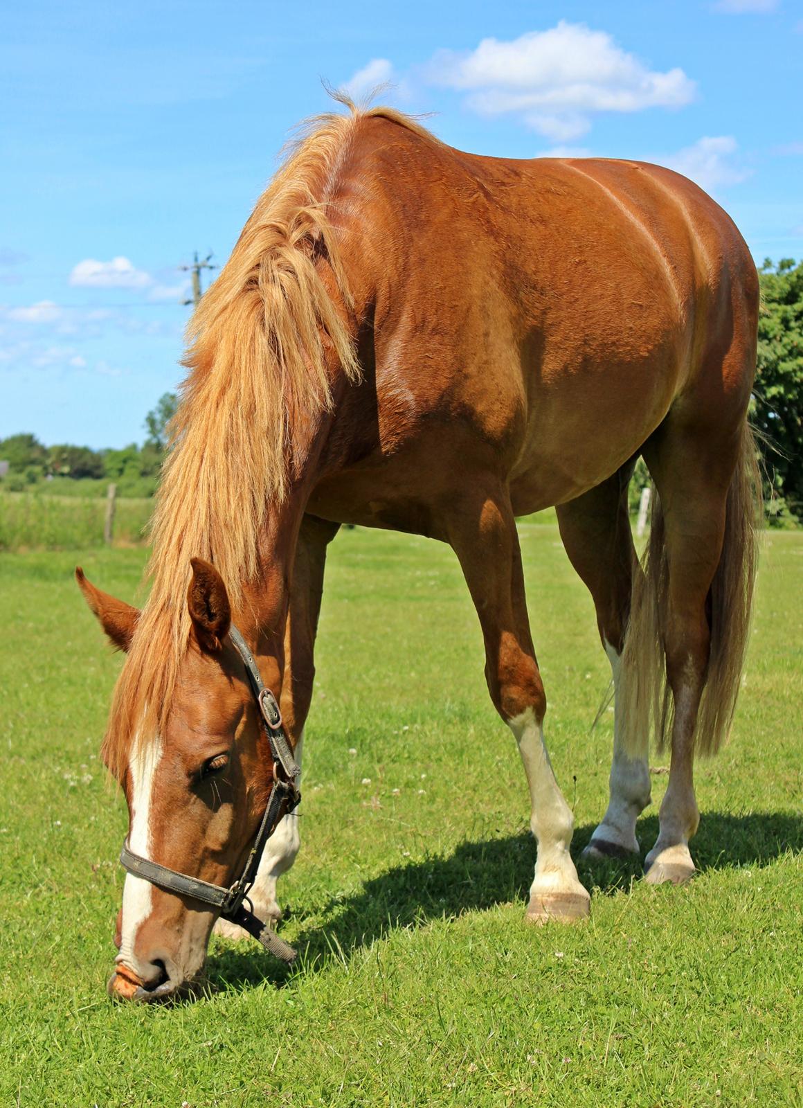 DSP Nørretelling's Ballou - “Everybody should have true love, and it should last at least as long as your life does.”  - Foto: Mig billede 5