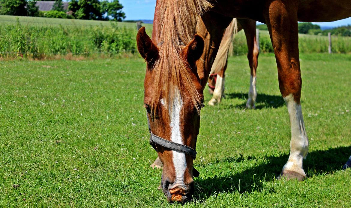 DSP Nørretelling's Ballou -  - Foto: Mig billede 36