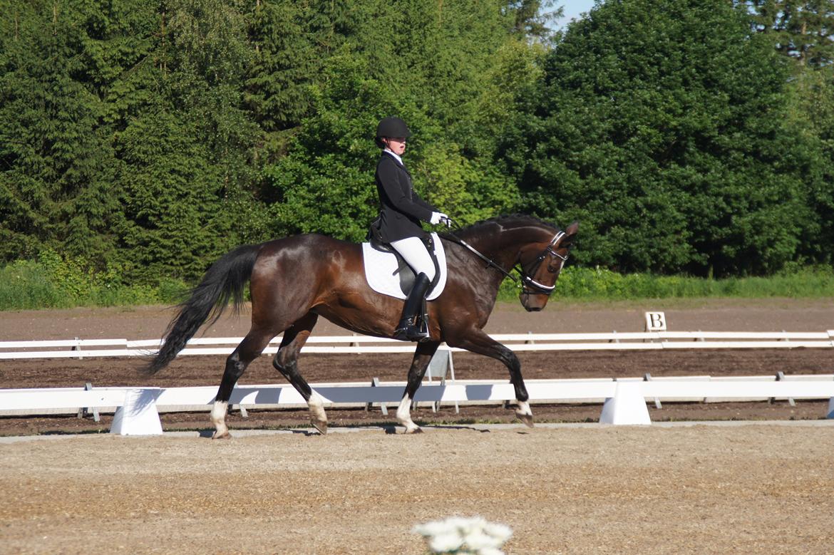 Dansk Varmblod Diva Vogt - Sydjysk Mesterskab for Junior 2014 billede 16