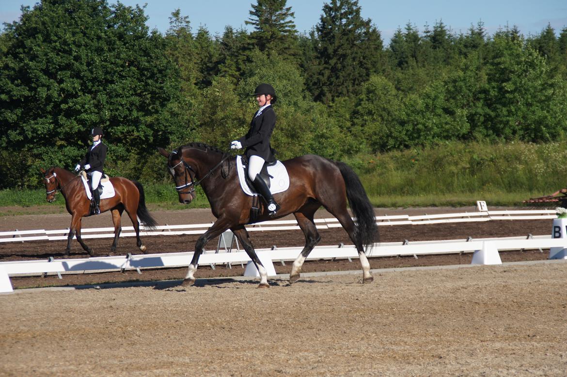 Dansk Varmblod Diva Vogt - Sydjysk Mesterskab for Junior 2014 billede 18