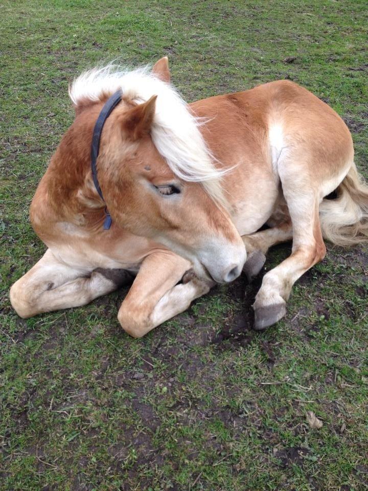 Haflinger Victoria billede 17