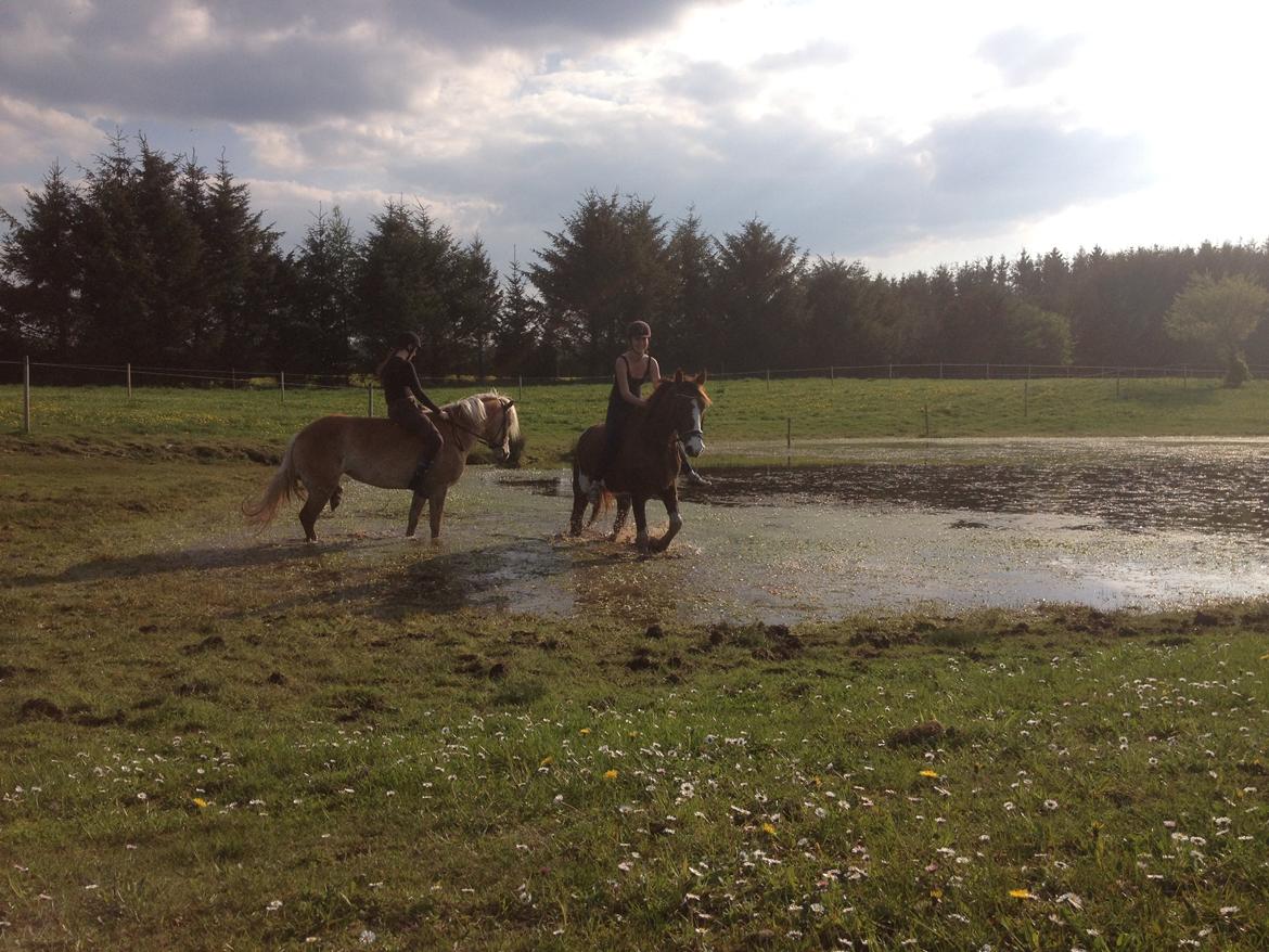 Haflinger Victoria billede 19