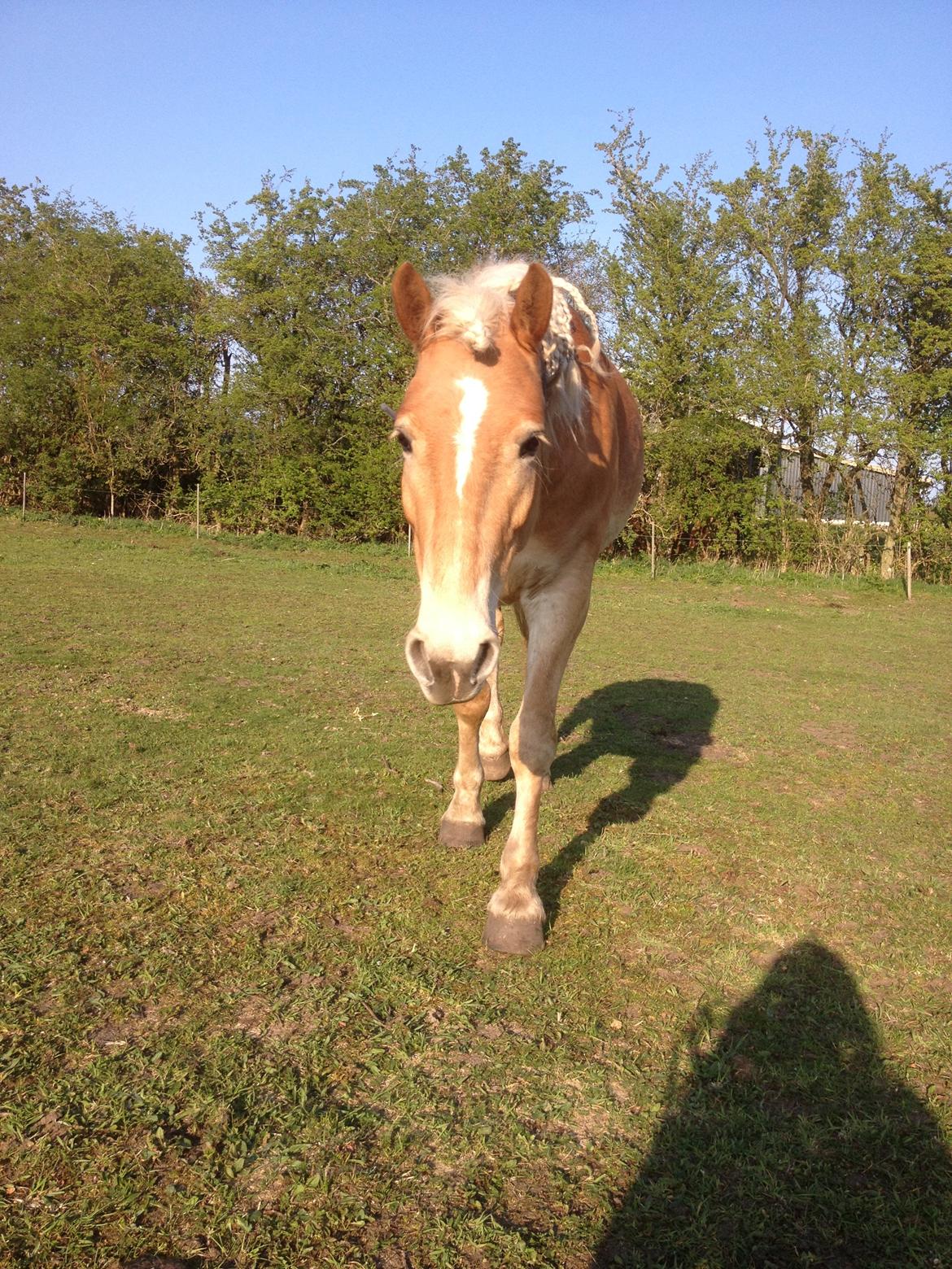 Haflinger Victoria billede 18