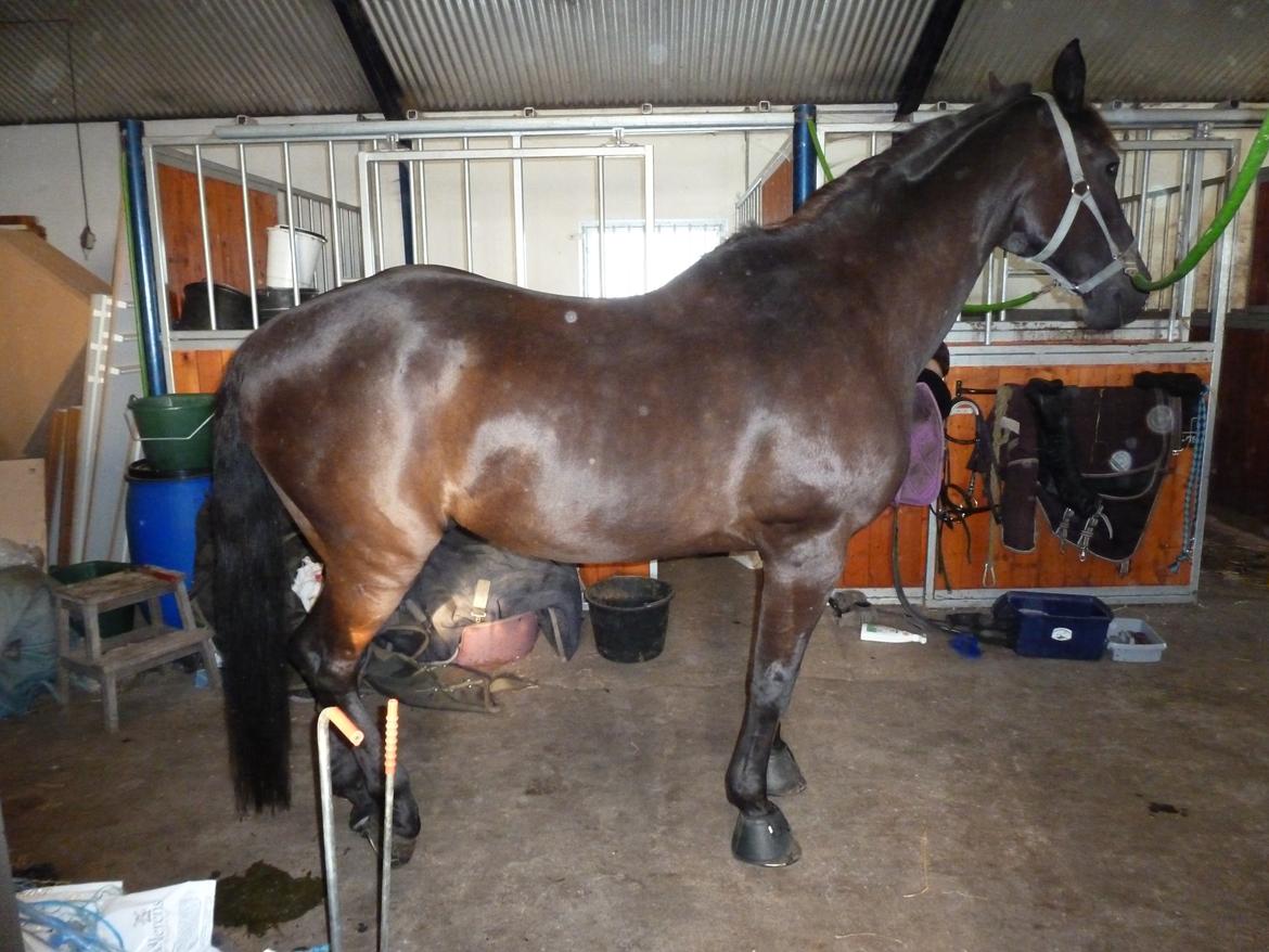 Dansk Varmblod Nico billede 8