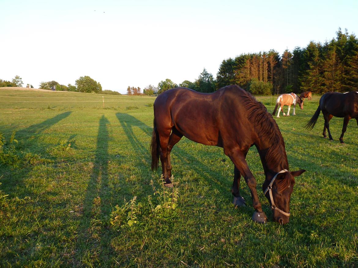Dansk Varmblod Nico billede 9