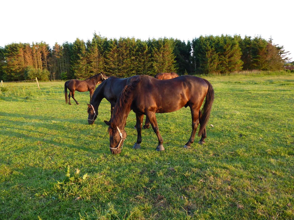 Dansk Varmblod Nico billede 10