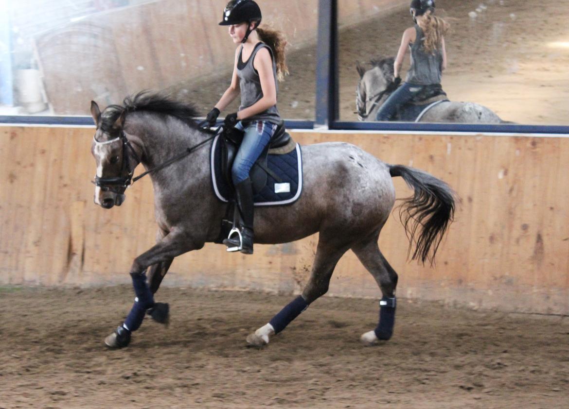 DSP Spotlight's Kira *LÅNE HEST* billede 11