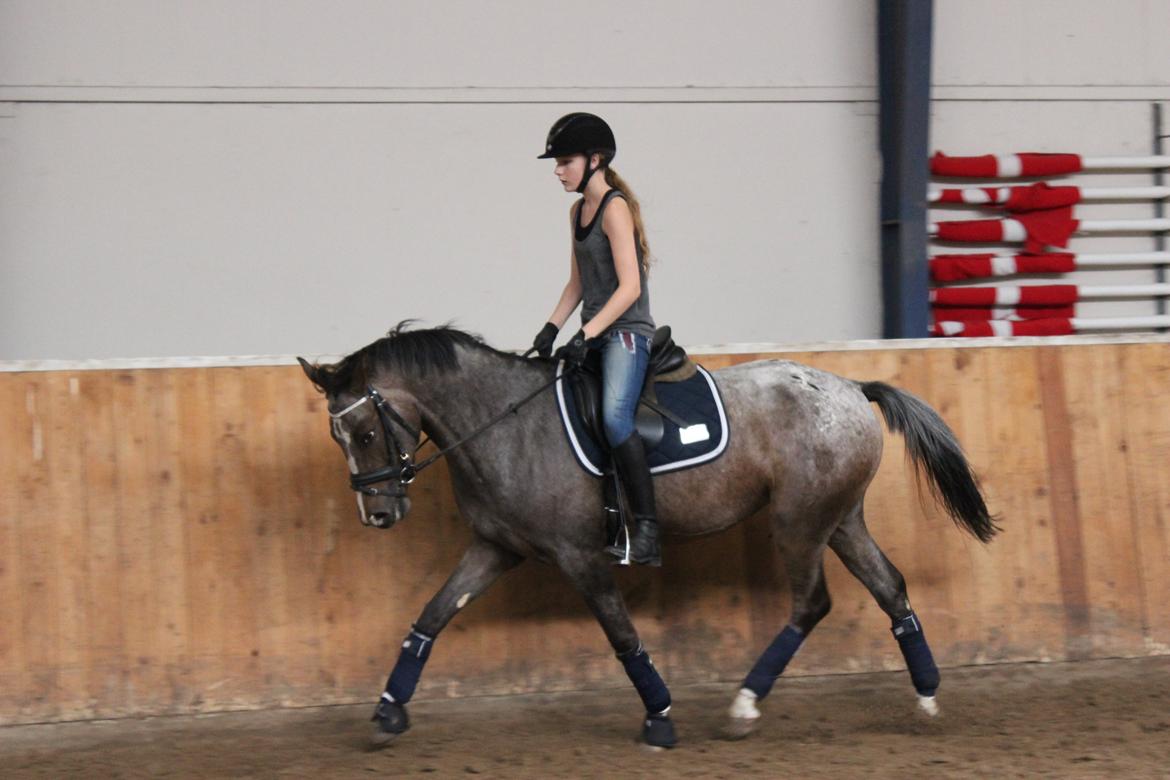 DSP Spotlight's Kira *LÅNE HEST* billede 12