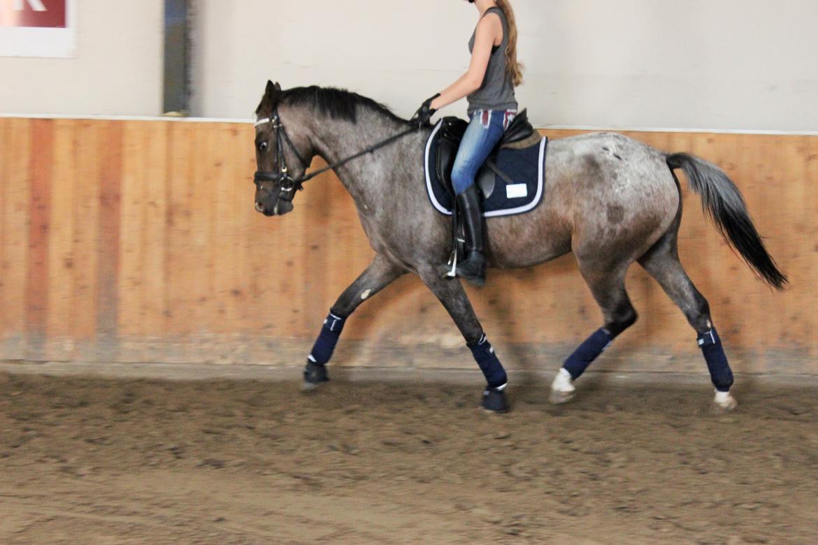 DSP Spotlight's Kira *LÅNE HEST* billede 8