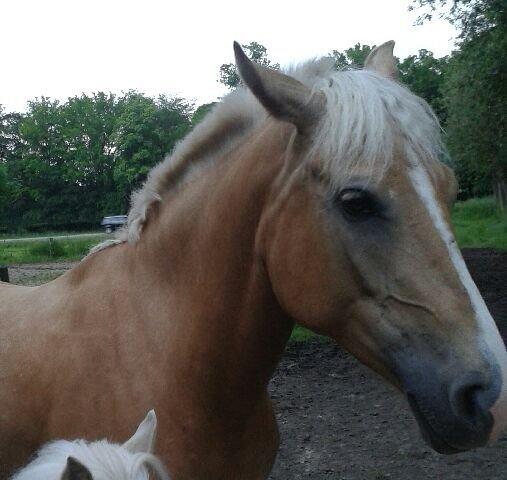 Palomino Anyska/ Nysse billede 2